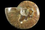 Red Flash Ammonite Fossil - Madagascar #151784-1